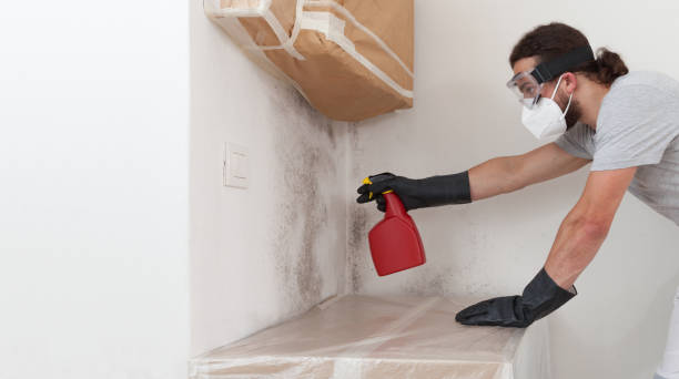 Professional Black Mold Removal technician working in Houston, PA