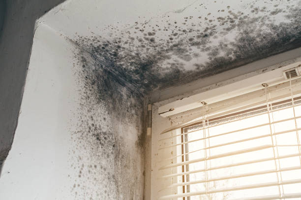 Trusted Black Mold Removal service in Houston, PA - Cheap Mold Removal